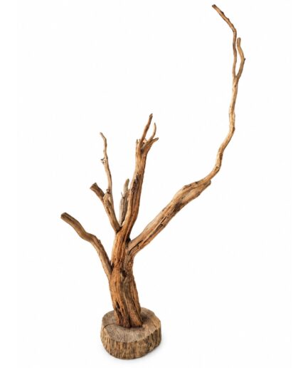 Árbol de Pinguica 008