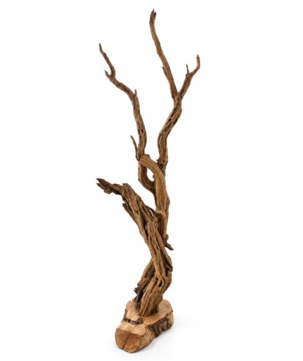 Árbol de Pinguica 012